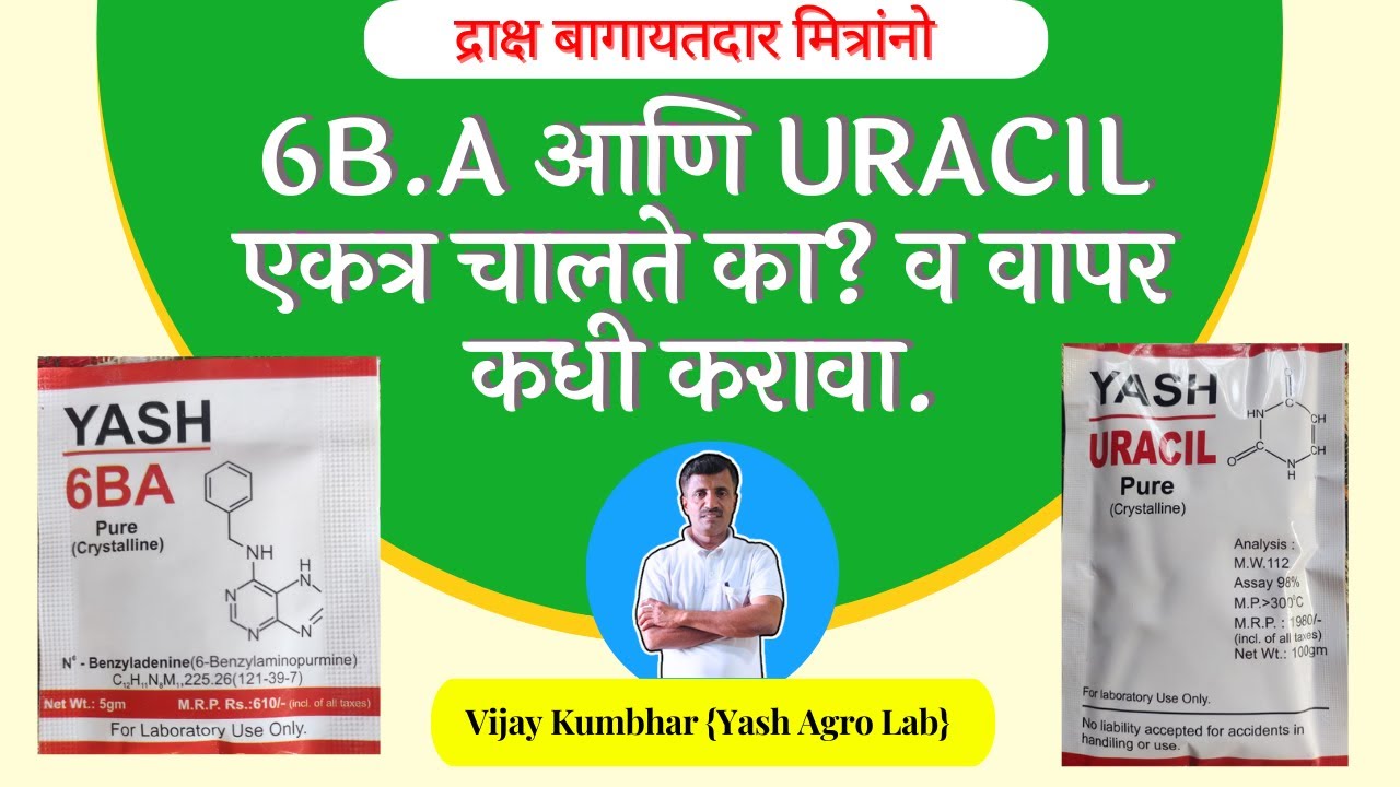 6 B.A and Uracil एकत्र चालते का ? व वापर कसा करावा?। 6-B.A. Plant Hormone | Grapes Master |#trending