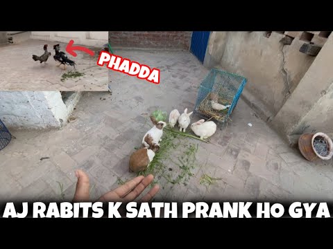 Prank Rabbits AJ RABBITS K SATH PRANK HO GYA ๐ | MAX KI LARAI HO GAI ๐คฌ - YouTube