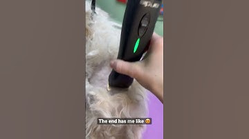 You CANNOT just “brush it out.” This type of matting needs to be shaved and hair needs a fresh start