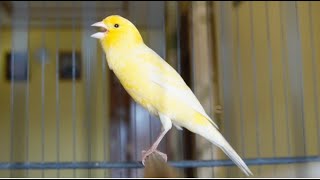 special canary to seduce all canaries - Belgian canary singing