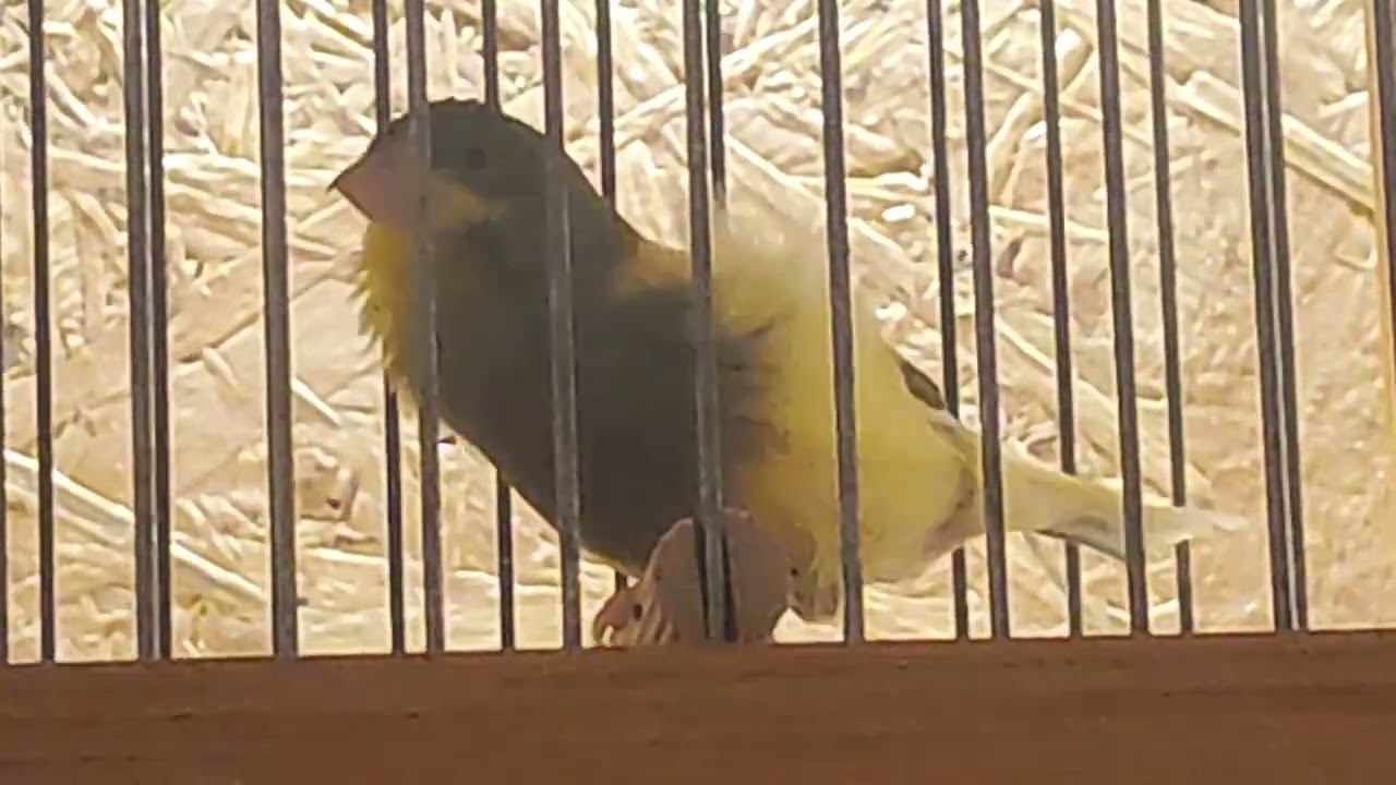 Μαλινουα καναρίνια malinois waterslager