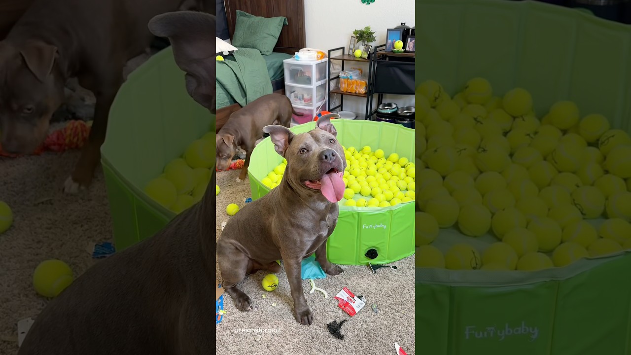 upgrade and clean my dogs bedroom 🧹🧺🧽 