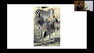 Object-based association fields for grouping and attention - Hossein Adeli