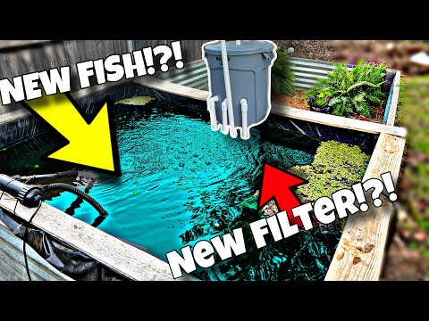 New Fish For Backyard Pond (diy Pond Filter)