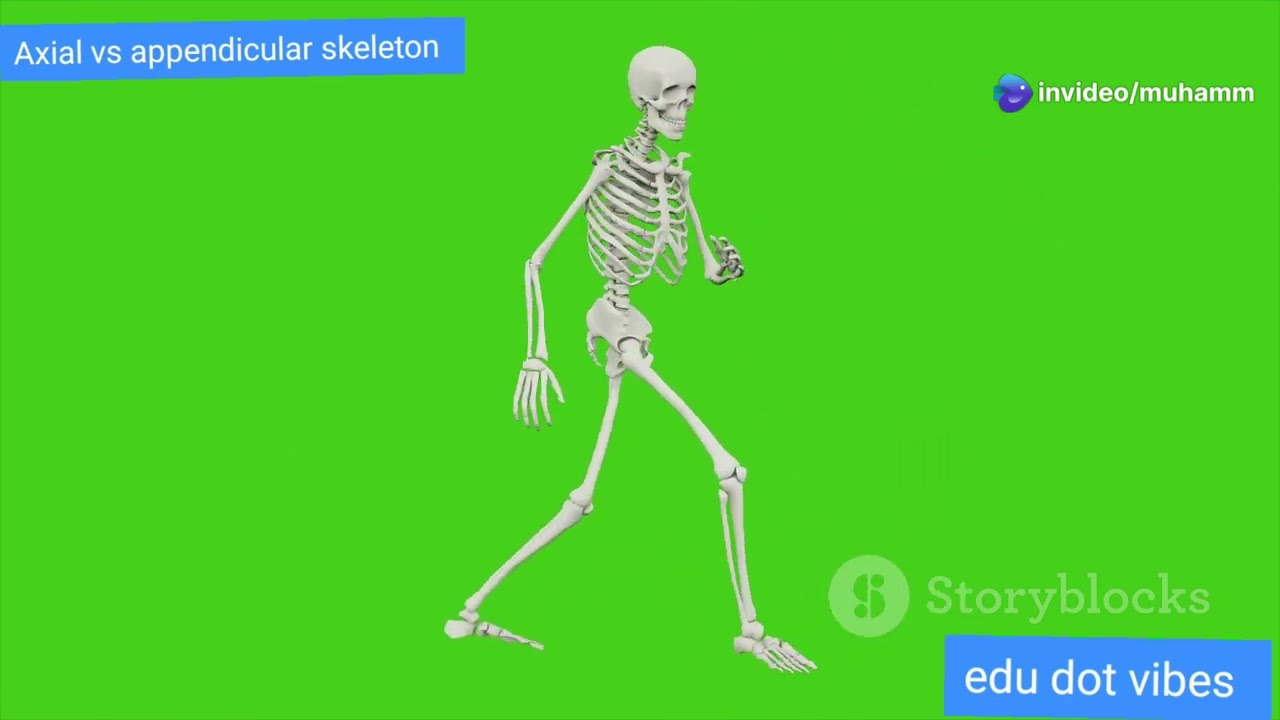 Axial vs appendicular skeleton! What's the difference 