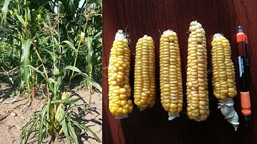 Reconnecting with Northern Flint Corn - Frank Kutka
