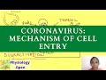 Coronavirus: Mechanism of cell entry