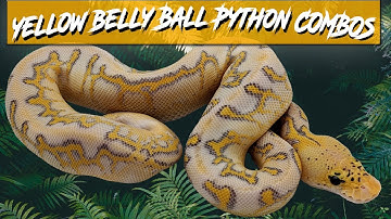 Yellow Belly Ball Python Morph Combos | Jack