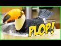 Bathing Toucan is Next Level ASMR! (SERIOUSLY RELAXING!)