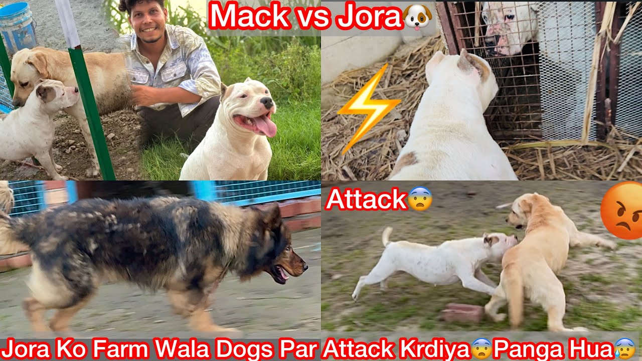 Jora Ko Farm K Dogs Se Milvya🐶First Time Farm Par Gye🏠Panga Hogya Jata He Sbka Sath😰Jora Vs Mack