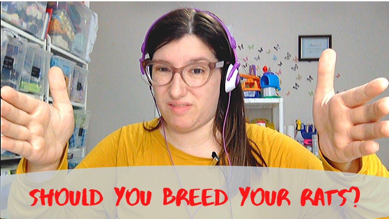 Should You breed Your Rats?