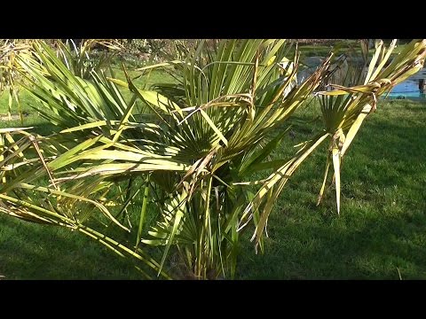 Video: Yucca-planteblade, der bliver brune - pleje af en yucca-plante med brune blade