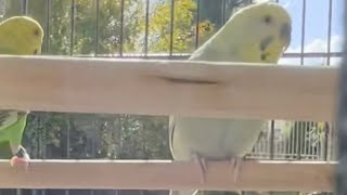 Yogi and kiwi 🐦🐤 enjoying the day outside 🙏🏻🕉️🙏🏻 by Babita Sharma 113 views 5 months ago 2 minutes, 36 seconds