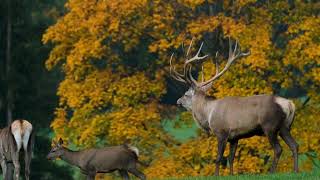 Deer   137897 No Copyright Video, Background, Motion Graphics, Animated Background screenshot 4