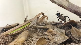 Praying Mantis Hunts Down Big Cricket