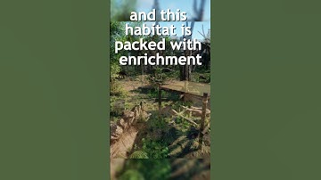 A Stunning Sloth Bear Habitat Built in Planet Zoo 🐻🌴#planetzoo #slothbear #creativebuilds