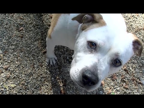 Video: Adoptable Dog of the Week-Hunter