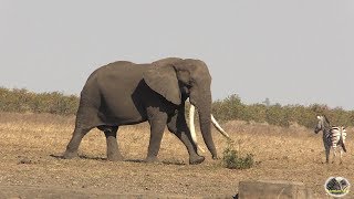 Tracking The Largest Elephant Tusker Alive - N’wendlamuhari