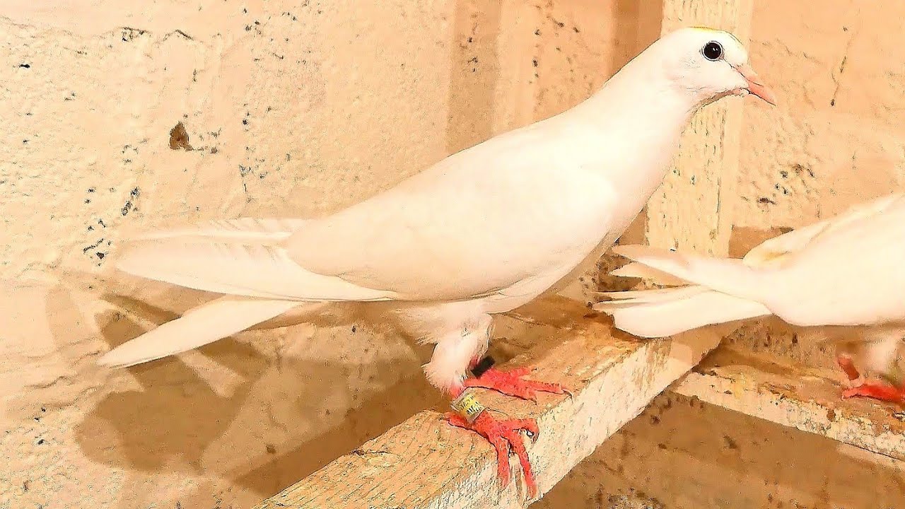 Друзья как вам эти пискуны только честно? Friends, how do you like ...