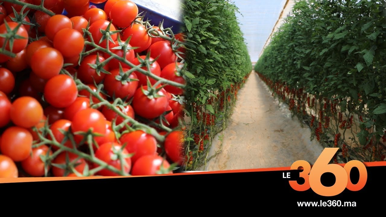 Le360.ma •  تعرفو على اكبر ضيعة لزراعة و تصدير الطماطم بالداخلة