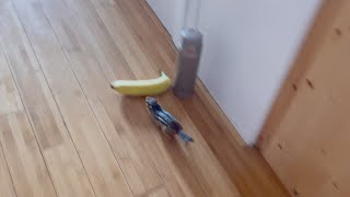 Bobbys Reaction To Banana On The Floor