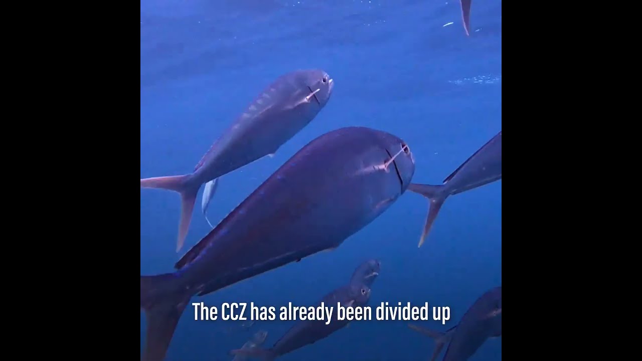 These deep-sea creatures have been found in a future mining