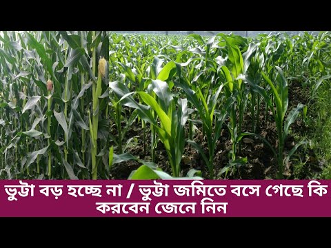 ভিডিও: ভুট্টা পূরণ না হওয়ার কারণ কী?