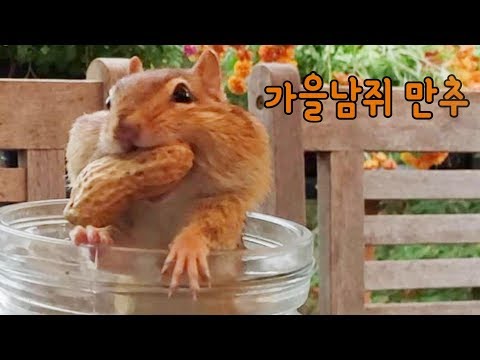 [<strong>ENG</strong>] 가을남쥐 만추 Autumn <strong>Man</strong> Chipmunk Manchu
