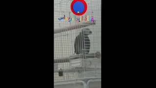 ببغاء يتكلم سبحان الله   / A parrot speaks Hallelujah