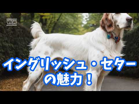 イングリッシュ・セターの魅力！
