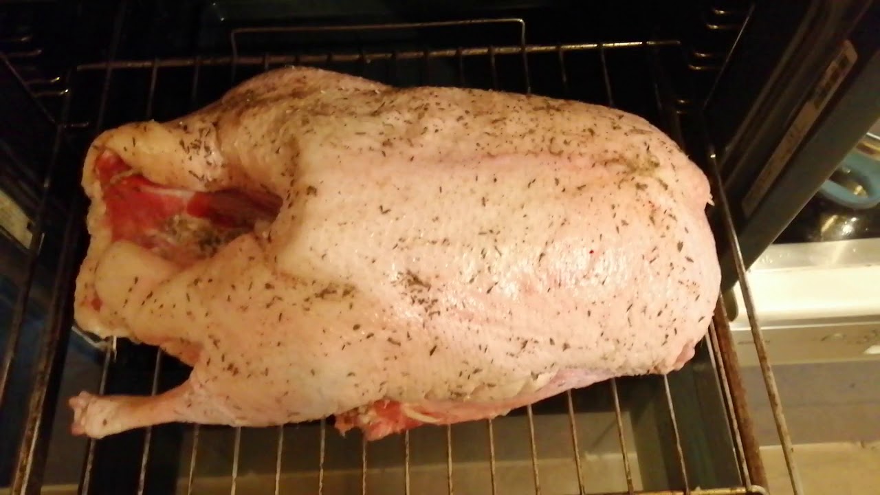 Gans Brust Oder Keule Was Ist Besser Brustseite der Gans - Wo ist die Brust der Gans? - YouTube