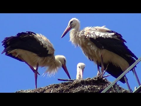 Vidéo: Cigogne blanche - l'oiseau du bonheur