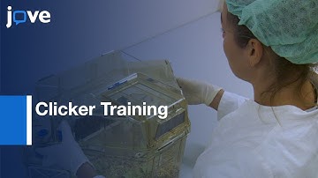 Clicker Training & Social Observation To Teach Rats To Voluntarily Change Cages l Protocol Preview