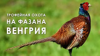 Трофейная охота на фазана в Венгрии | Часть 1