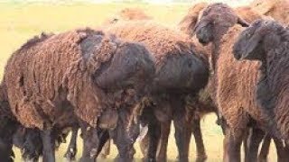Serbülent Kanat - Gundi di korte da 2019