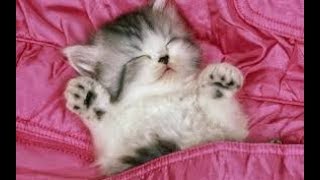 Funny Cats Sleeping Cute Cats Complitaion CAT TREATS