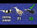 Comment lever pinto  partir de crystal shrimp