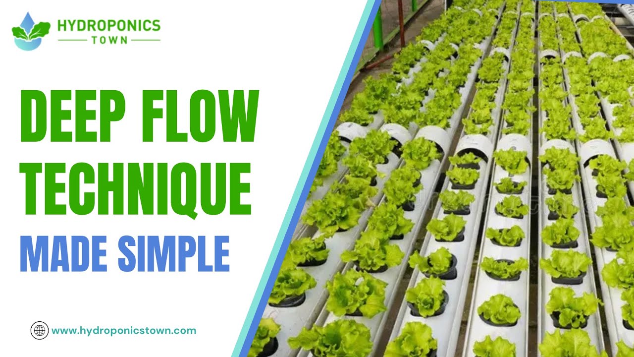 How to Set Up Deep Flow Technique DFT for Hydroponics - HydroponicsTown