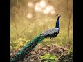 Sony a6000 Wildlife is UNREAL in 2026 🤯 #shorts #cinematic