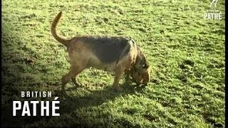 Training Bloodhounds (1961)