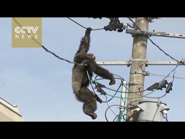 【インパクトページ 】WCP MONKEY KEEP IT REAL Keep It Real, 2000-2002 - Banksy Explained