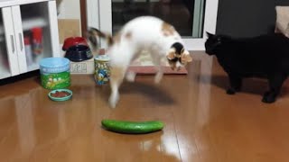 Cat Gets Scared By Cucumber | Cats Getting Scared By Cucumbers Compilation 2022 by Animal Society 37 views 1 year ago 3 minutes, 20 seconds