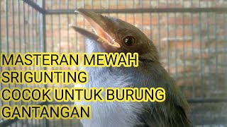 Burung Srigunting Abu Abu Gacornya Gak Ada Obat Cocok Buat Melatih Burung Juara