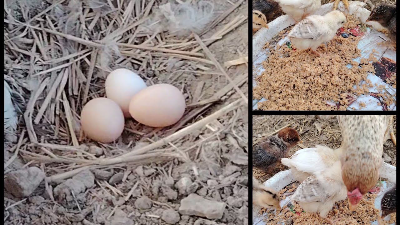 هذا الفديوا بيضت الدجاجة الحمره بعد ما فرخت الدجاجة السودة❤️❤️
