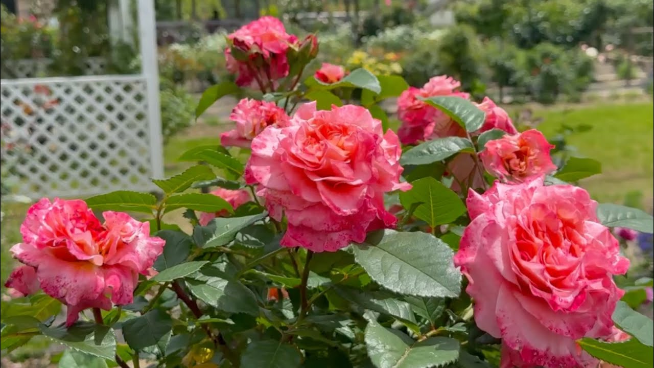 2025/05/11 三分咲き 藤ノ瀬バラ園 〜高知県四万十市〜 - YouTube
