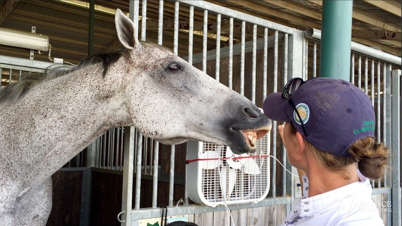 How To Teach Your Horse To Smile