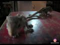 Baby Squirrels dancing. Goa