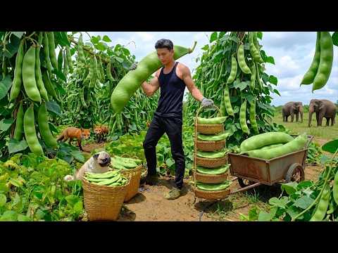 Harvest Lima Beans For Cooking And Plant More Beside The House - Gardening And Animal Care