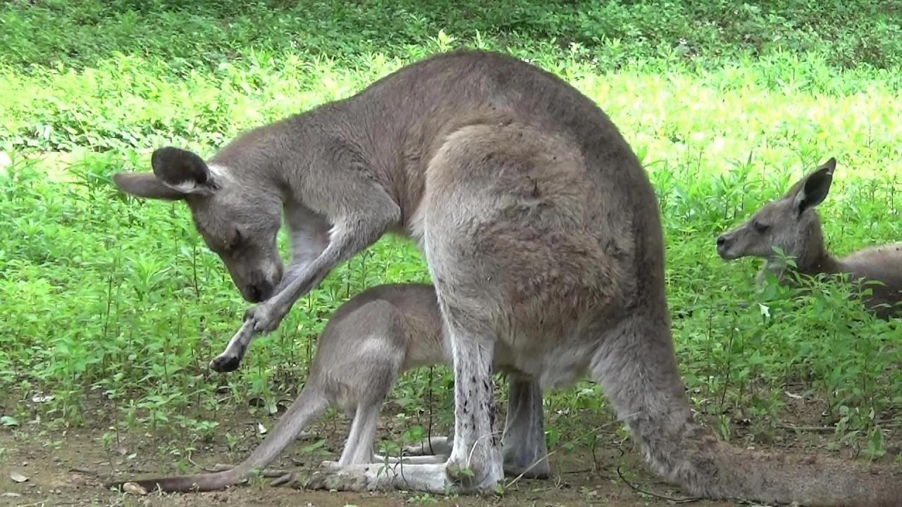 ほっこり】カンガルーの親子が癒し❤ Cute baby kangaroo and mother