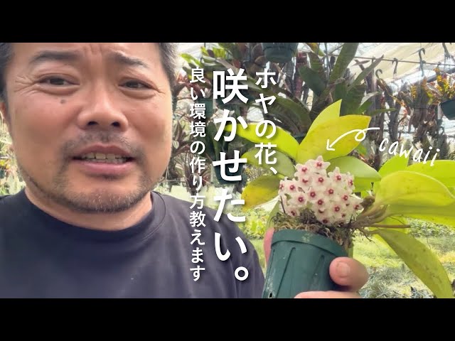 Explaining why hoyas don't bloom - YouTube